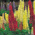 Tall Russell Lupine Tall Russell Lupine