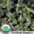 Genovese Basil Organic Genovese Basil Organic