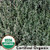 Thyme Herb Organic Seeds - Seeds Savers Exchange | Amish Country Store in Branson, Missouri Thyme Herb Organic Seeds - Seeds Savers Exchange | Amish Country Store in Branson, Missouri