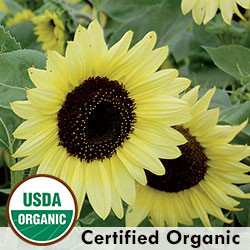 sunflower 874011001444__23174.1391979003