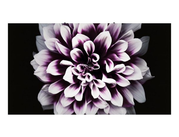 Samsung LH008IWJMWS Digital signage flat panel LED 500 cd/m² Black LH008IWJMWS/ZA 887276289847