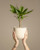 Dracaena