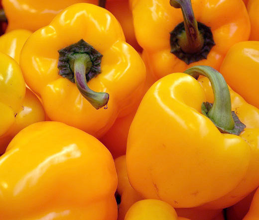 Pepper Sweet Golden California Wonder Organic Capsicum Annuum Seeds