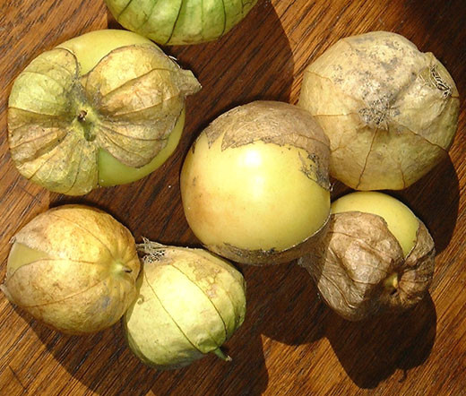 Tomatillo Green Organic Physalis Philadelphica Seeds