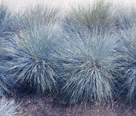 Blue Fescue Festuca Glauca Seeds