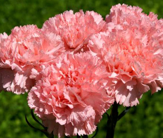 Carnation Grenadin White Dianthus Caryophyllus Seeds