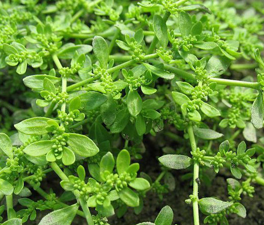Green Carpet Rupturewort Herniaria Glabra Seeds