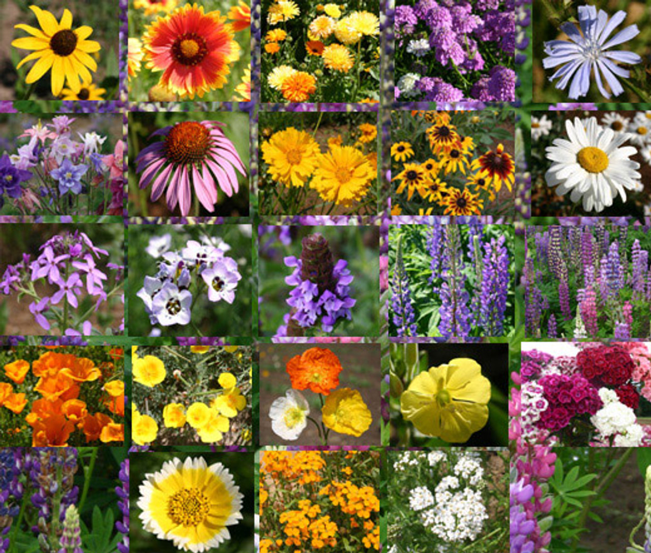 Wildflower Mix Cascade Perennial Seeds wild-rose-herbs
