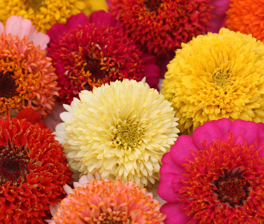 Zinnia Cactus Mix Zinnia Elegans Seeds