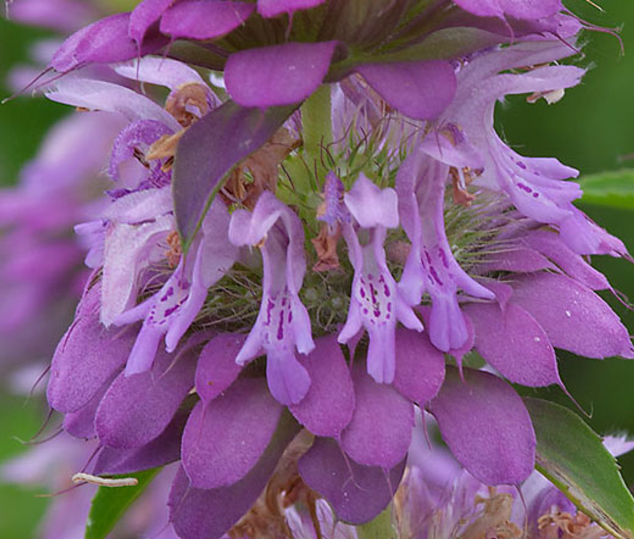 Lemon Mint Monarda Citriodora Seeds