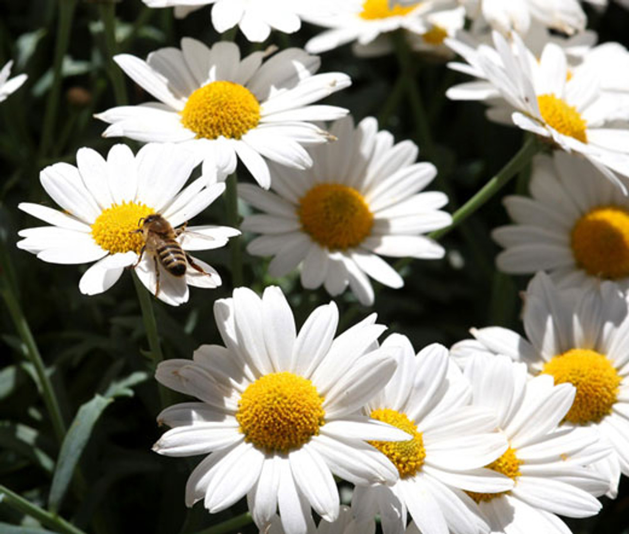 Oxeye Daisy (Leucanthemum Vulgare) Flower, Leaf, Care, Uses PictureThis ...