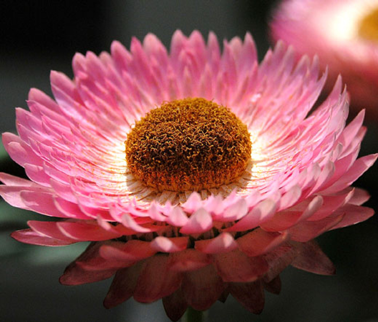 Strawflower, Helichrysum 'Monstrosum' – Nichols Garden Nursery