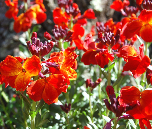 Wallflower English Cheiranthus Cheiri Seeds