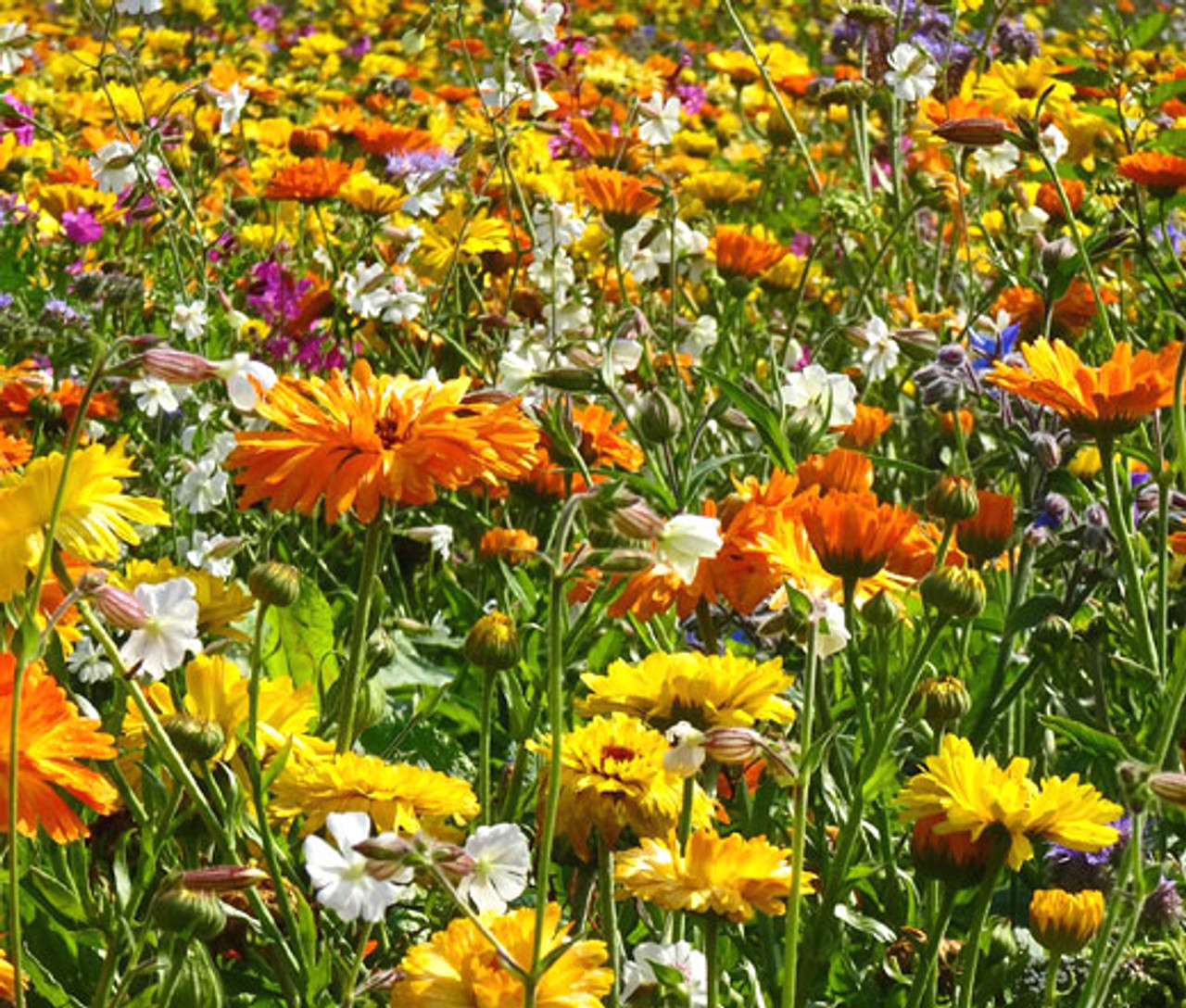 All Annual Wildflower Mix