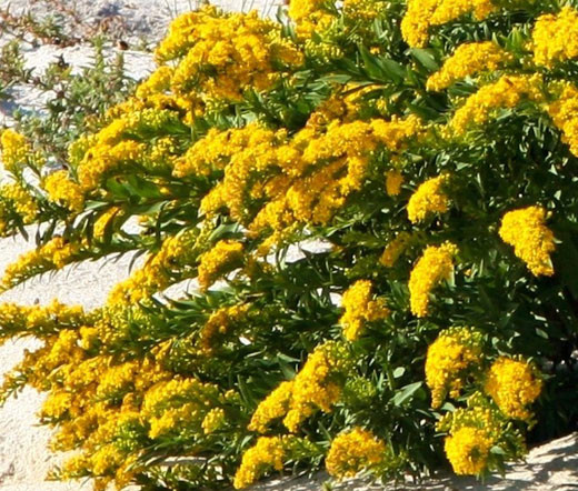 Canada Goldenrod Solidago Canadensis Seeds