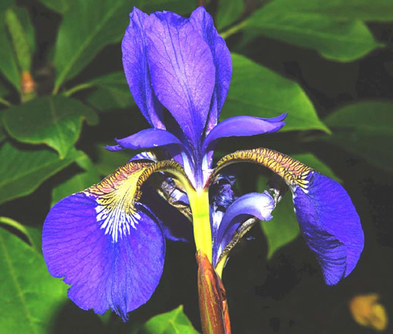 Are Irises Annual, Biennial, or Perennial plants?