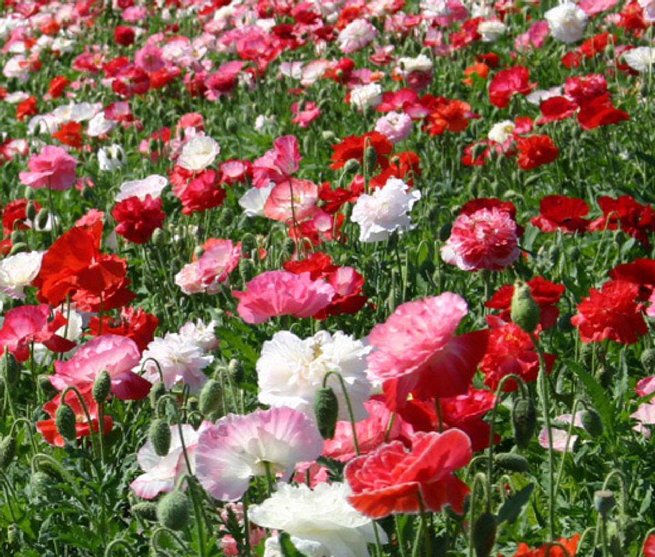 Shirley Poppy Double Mix Papaver Rhoeas Seeds