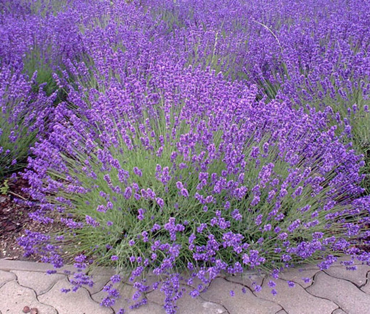 English Lavender