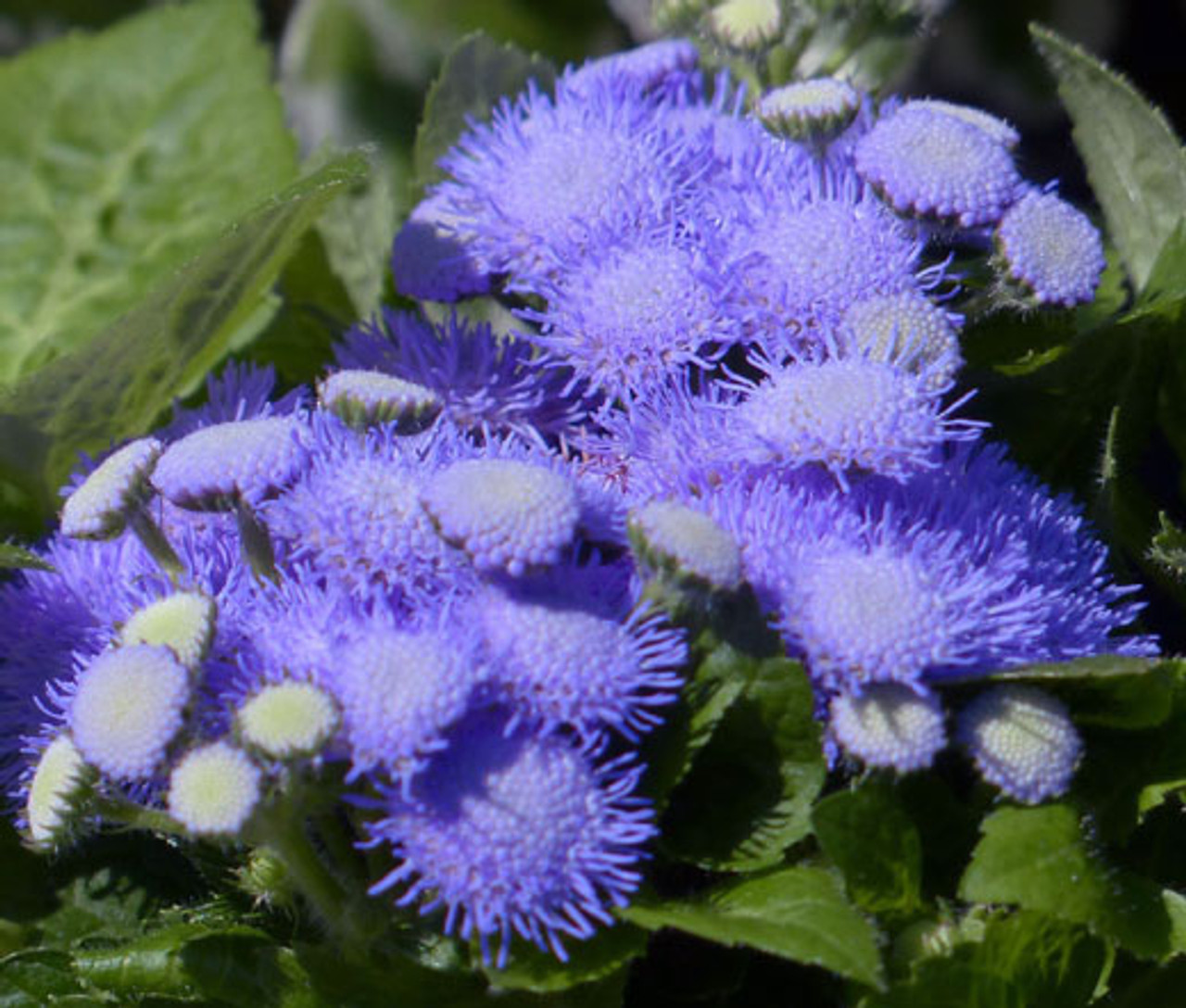 Ageratum Blue Mink Ageratum Houstonianum Seeds