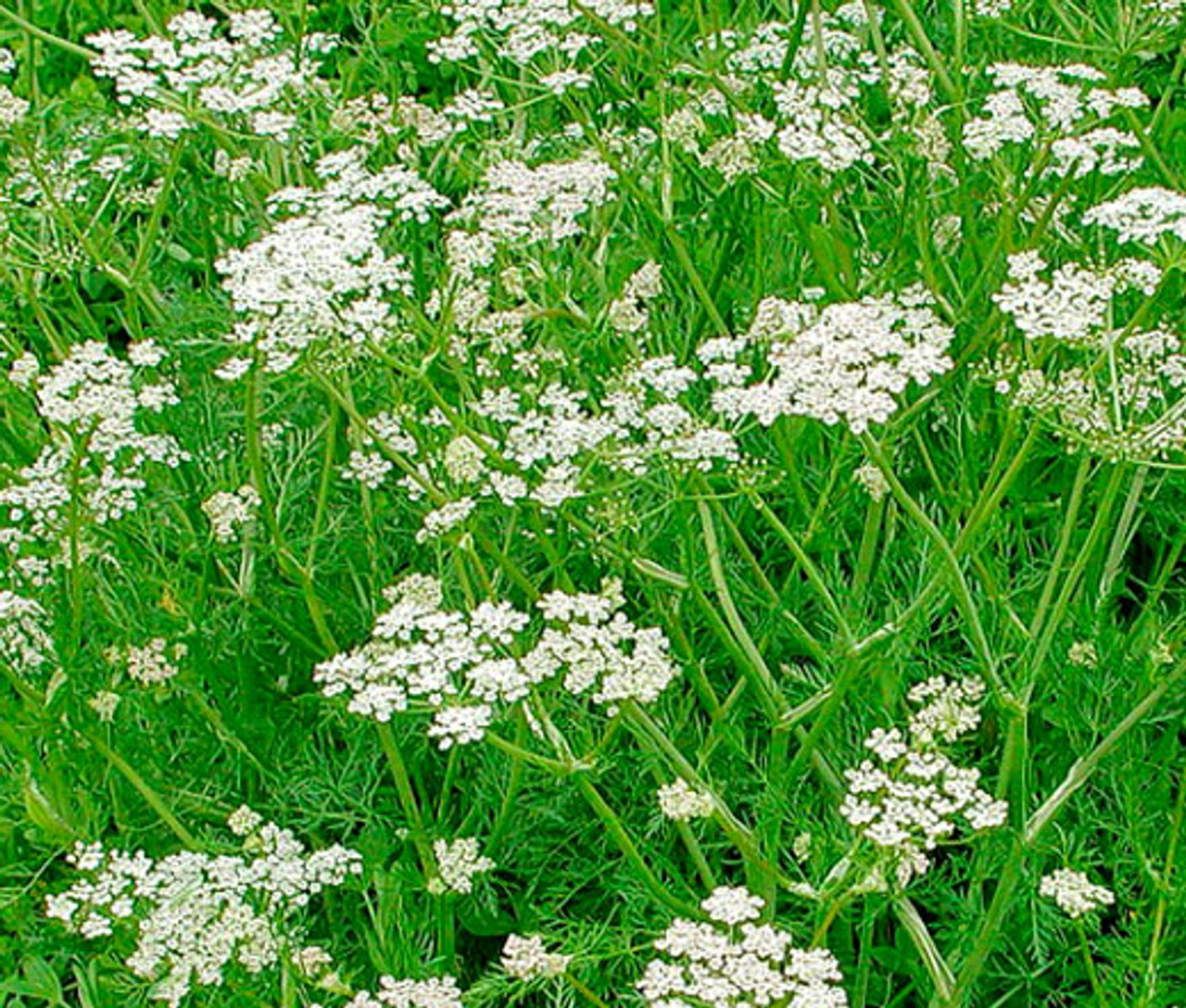 Caraway Carvi Seeds