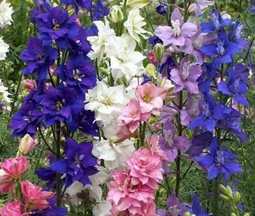 Rocket_Larkspur_Seeds_Delphini