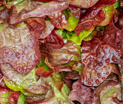 Lettuce Romaine Cimarron Red Lactuca Sativa Seeds