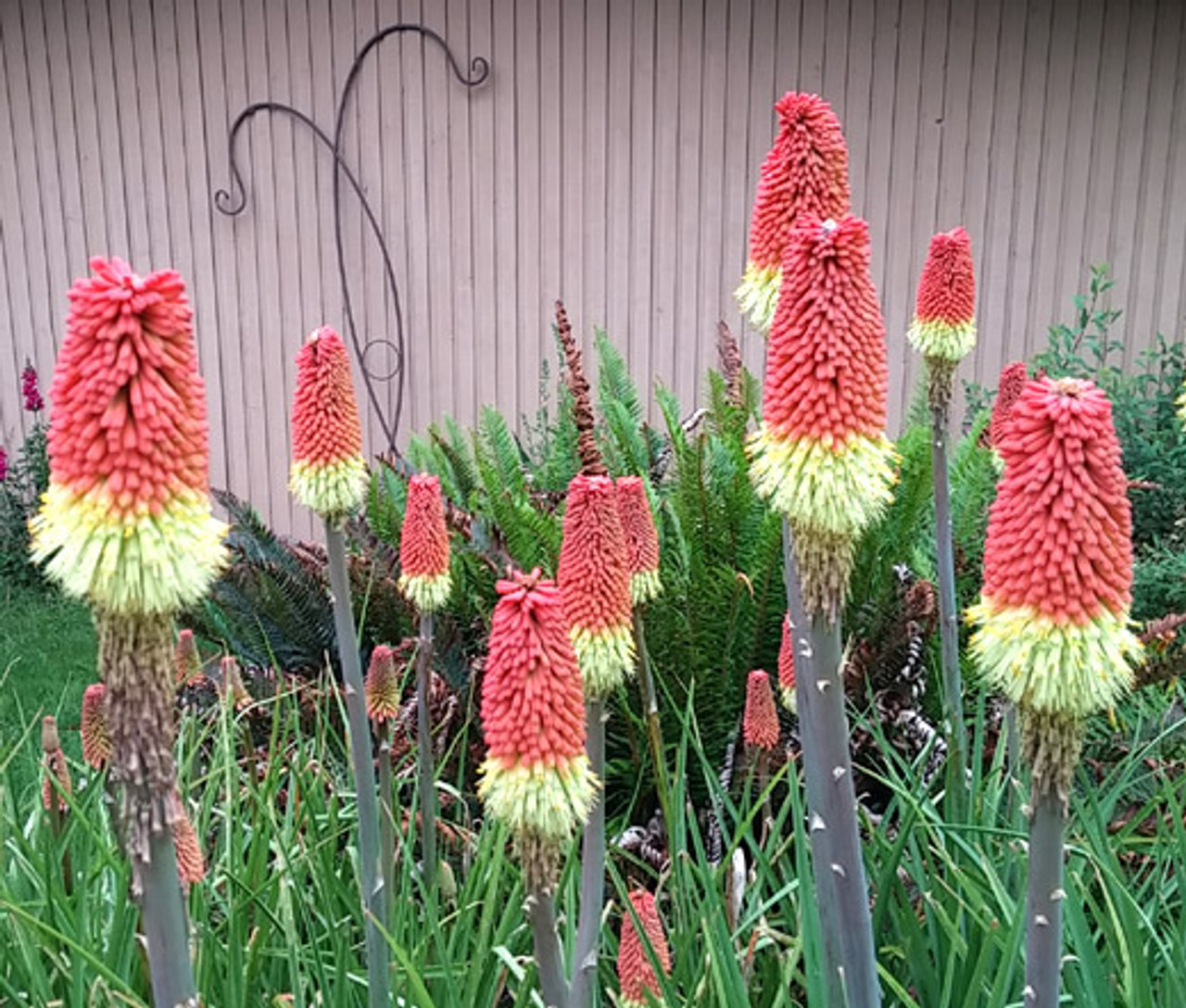 Red Hot Poker Torch Lily Kniphofia Uvaria Royal Castle Hybrids Seeds