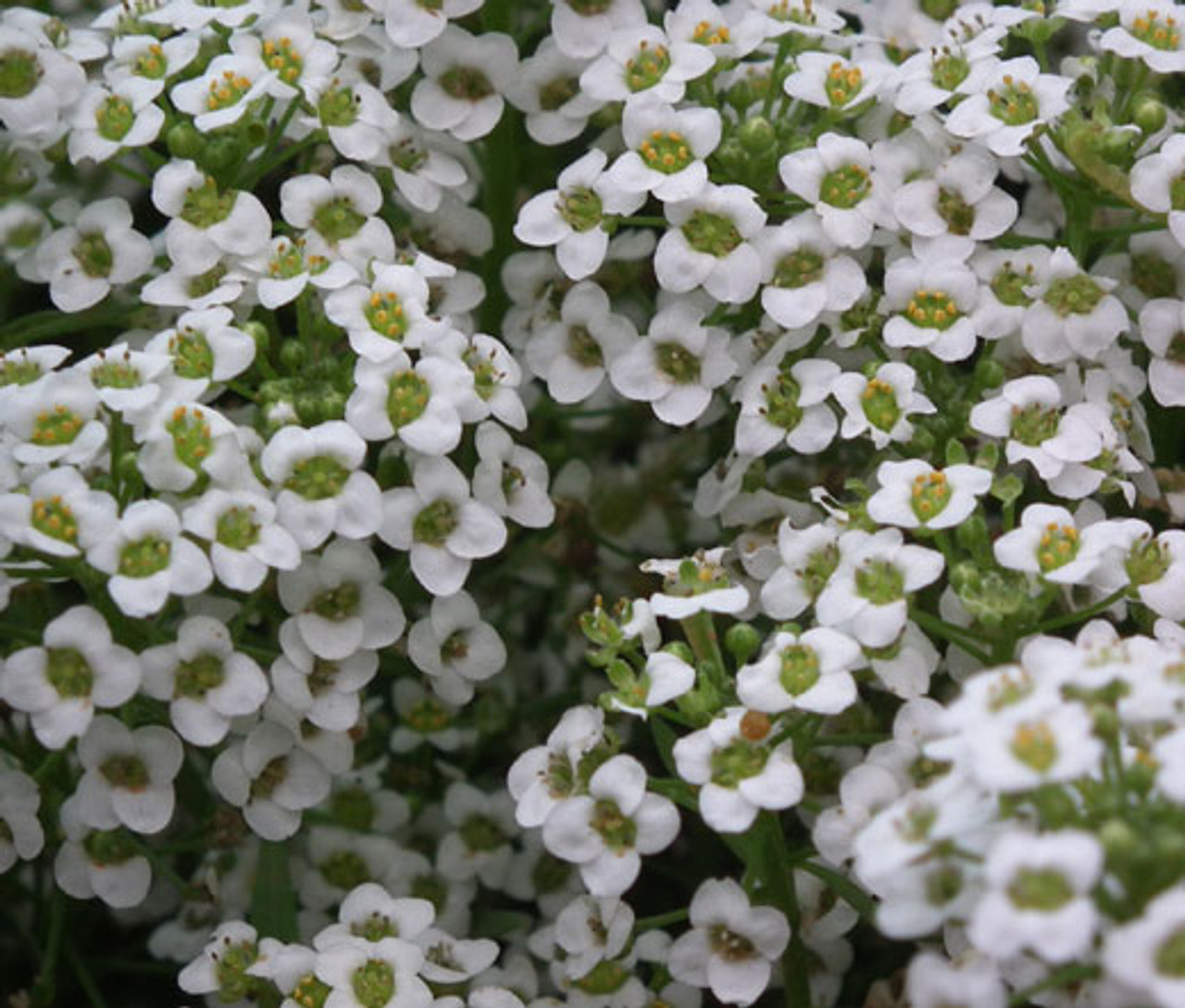 Alyssum White Carpet Of Snow Lobularia Maritima Seeds