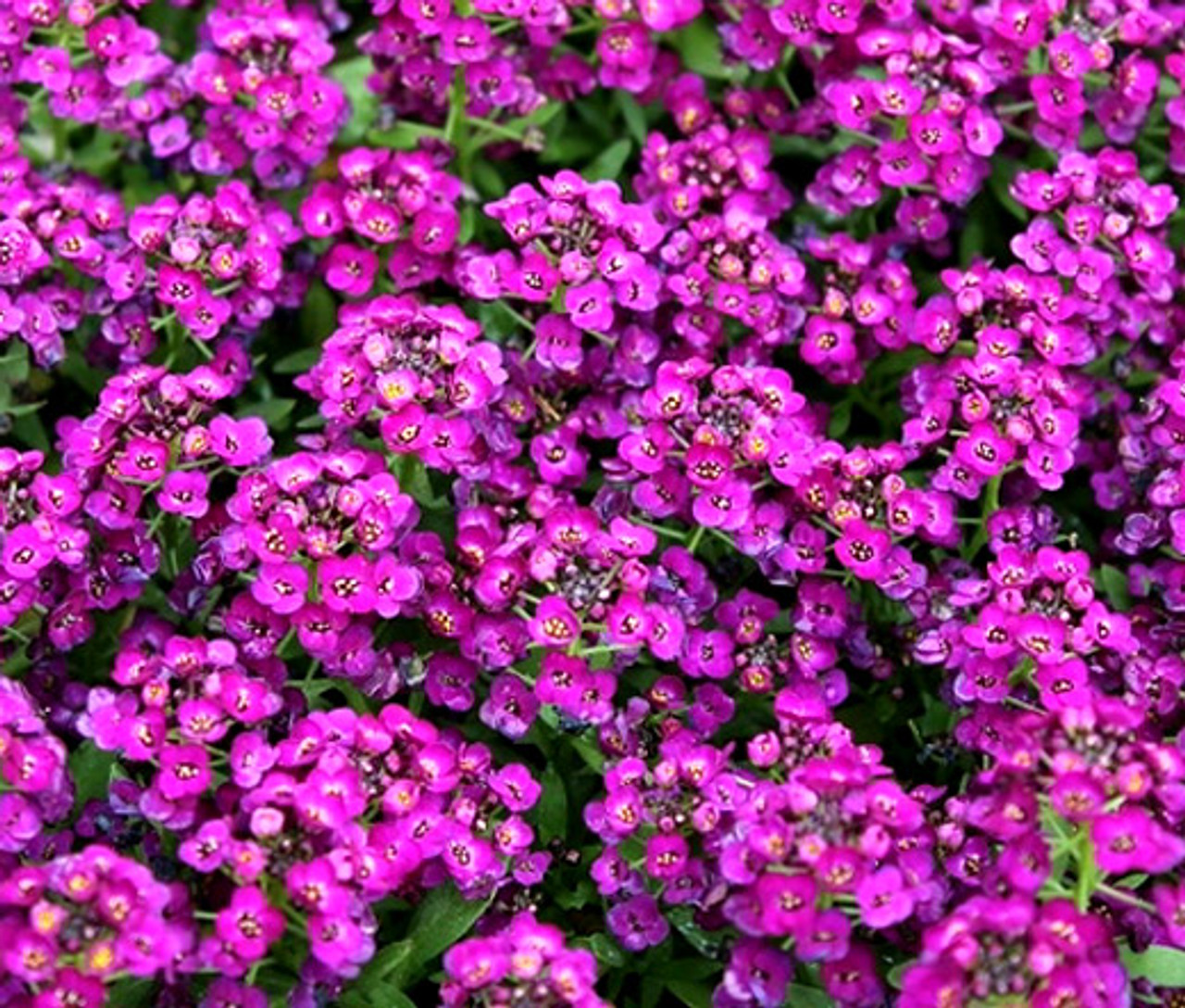 Alyssum Purple Royal Carpet Lobularia Maritima Seeds alyssum-purple-royal-carpet-lobularia-maritima-seeds