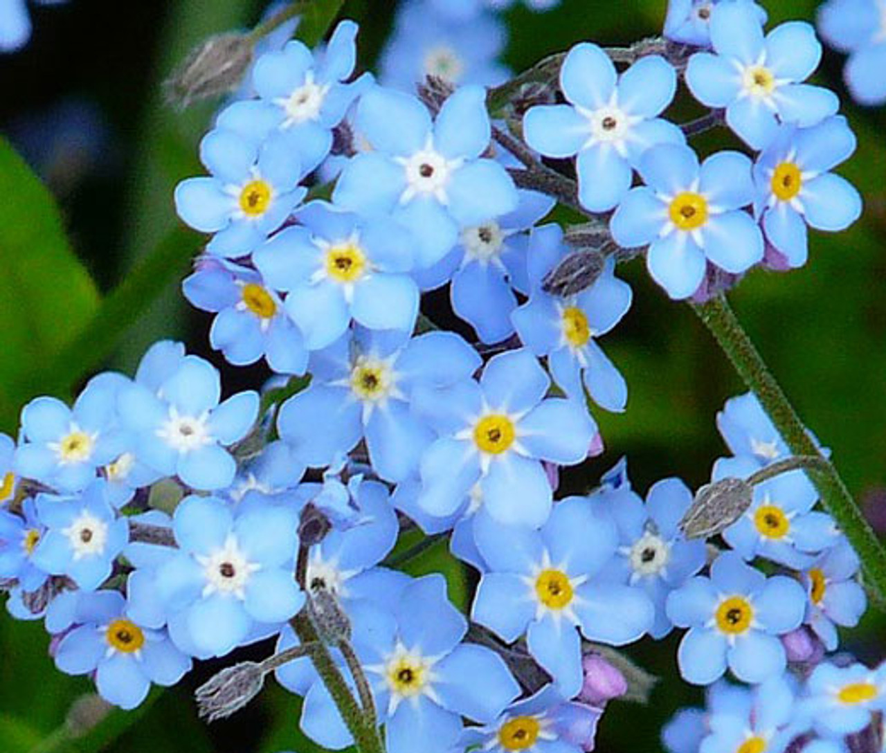 Myosotis Forget Me Not Sylvatica – Hometown Seeds