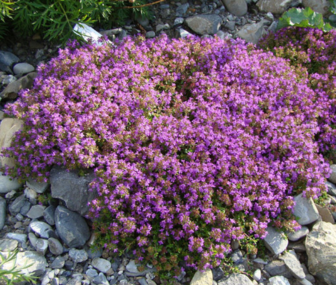 when to plant creeping thyme