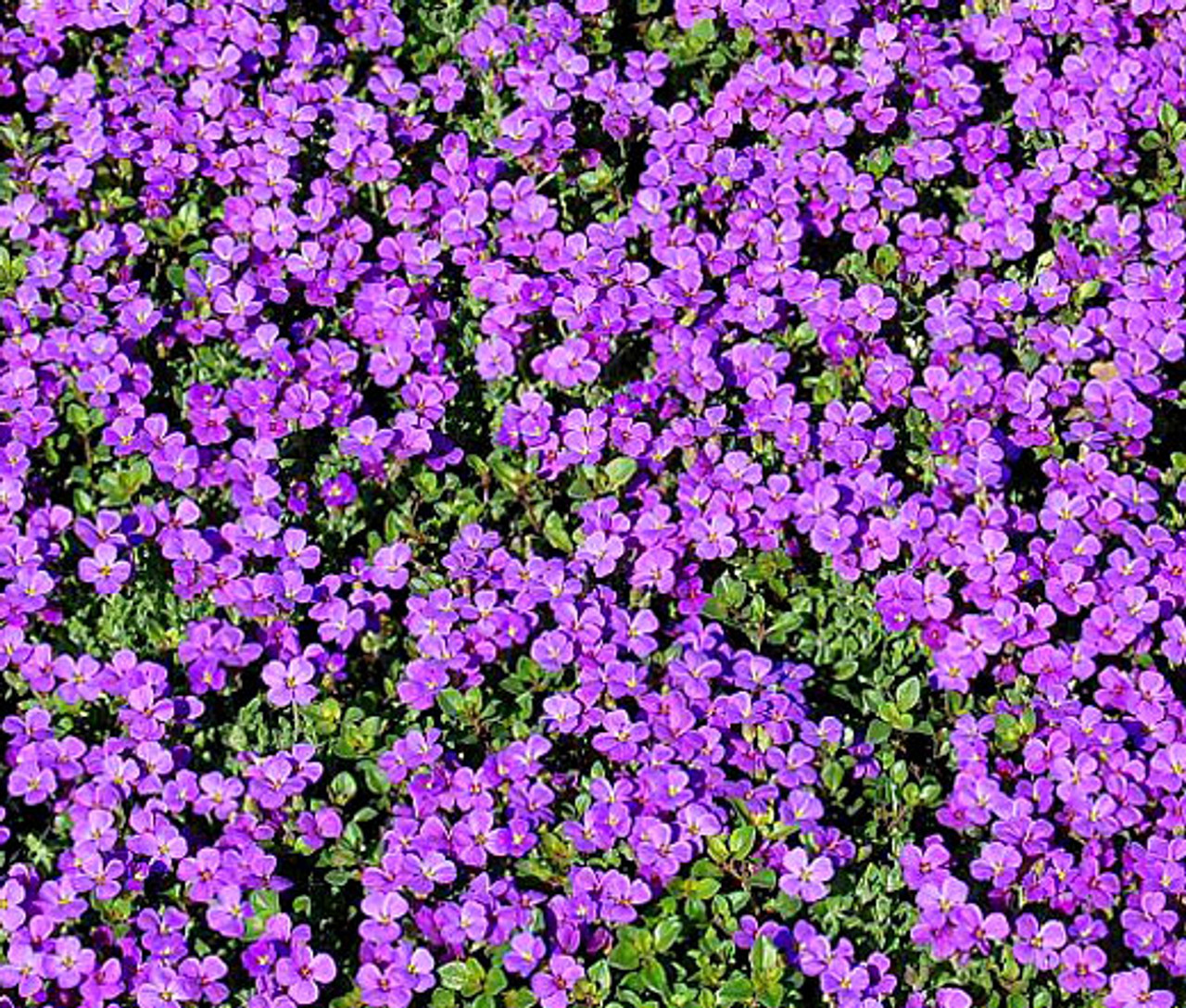 Rock Cress Purple Aubrieta Deltoidea Seeds
