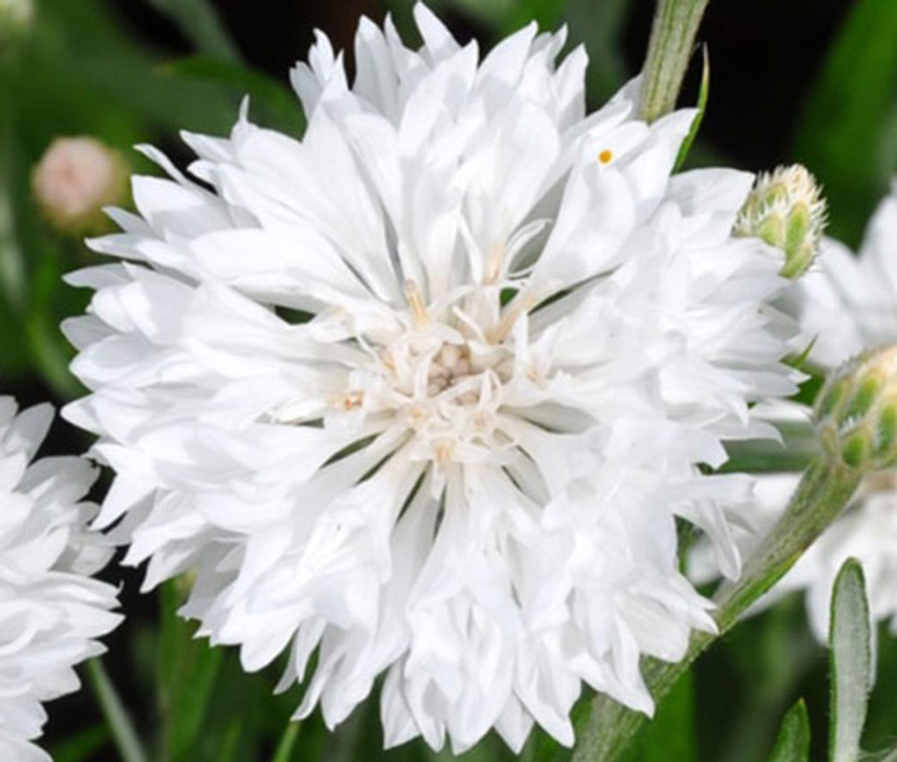 Cornflower White Tall Centaurea Cyanus Seeds