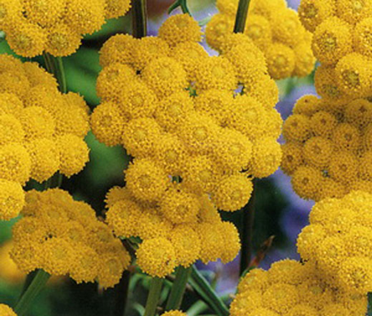 Цветы Желтые Круглые Маленькие