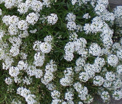Alyssum Tiny Tim Lobularia Maritima Seeds