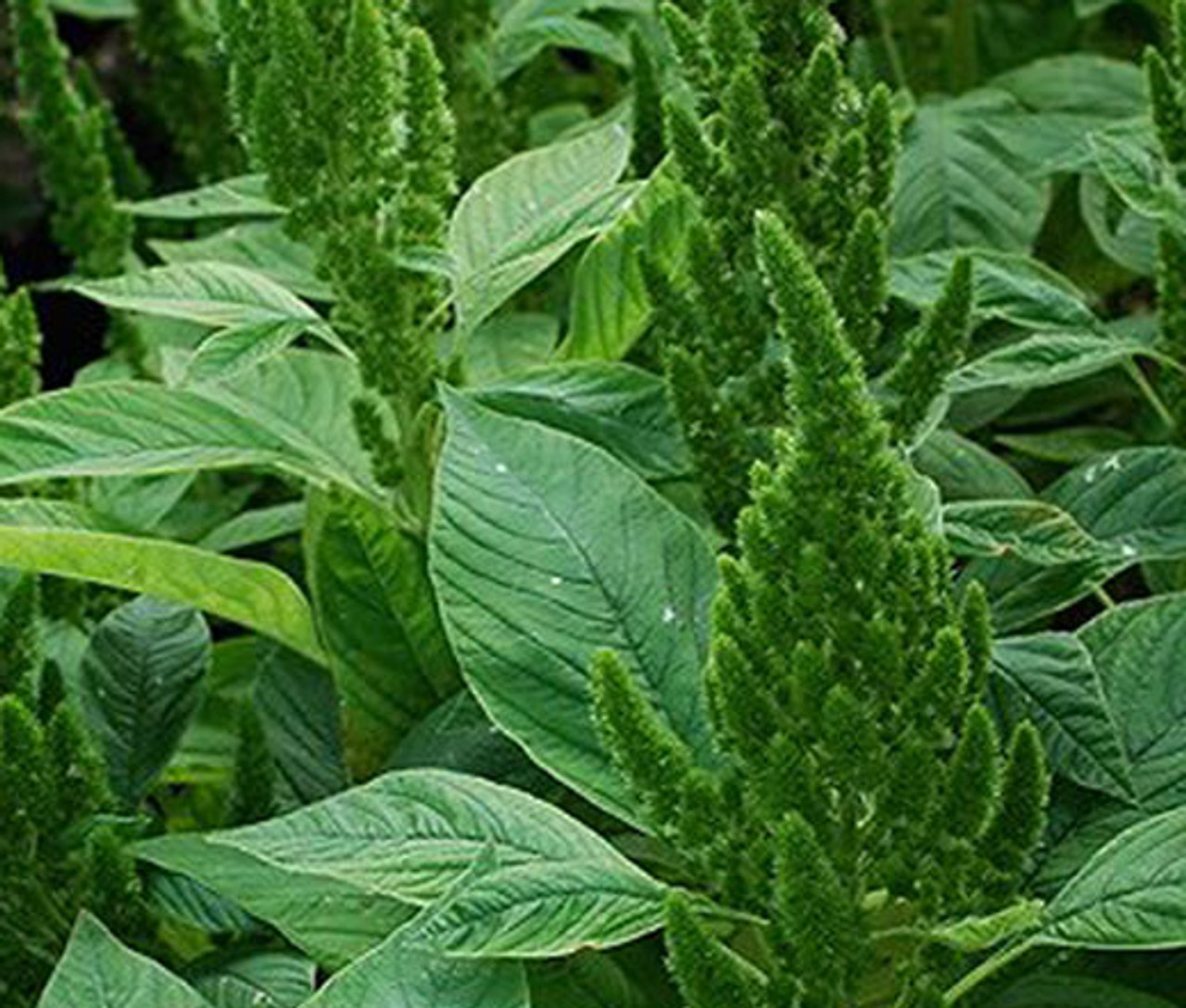 Amaranthus Green Thumb Amaranthus Hypochondriacus Seeds