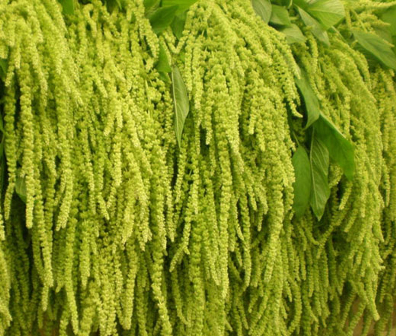 amaranthus