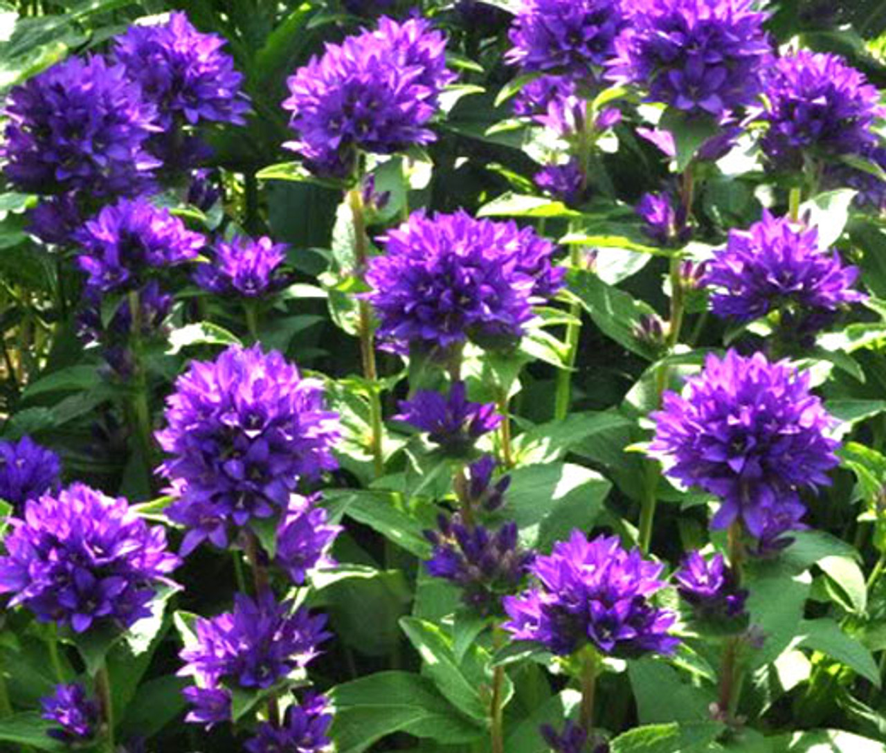 Bellflower Superba Campanula Glomerata Seeds Bellflower Superba Campanula Glomerata Seeds