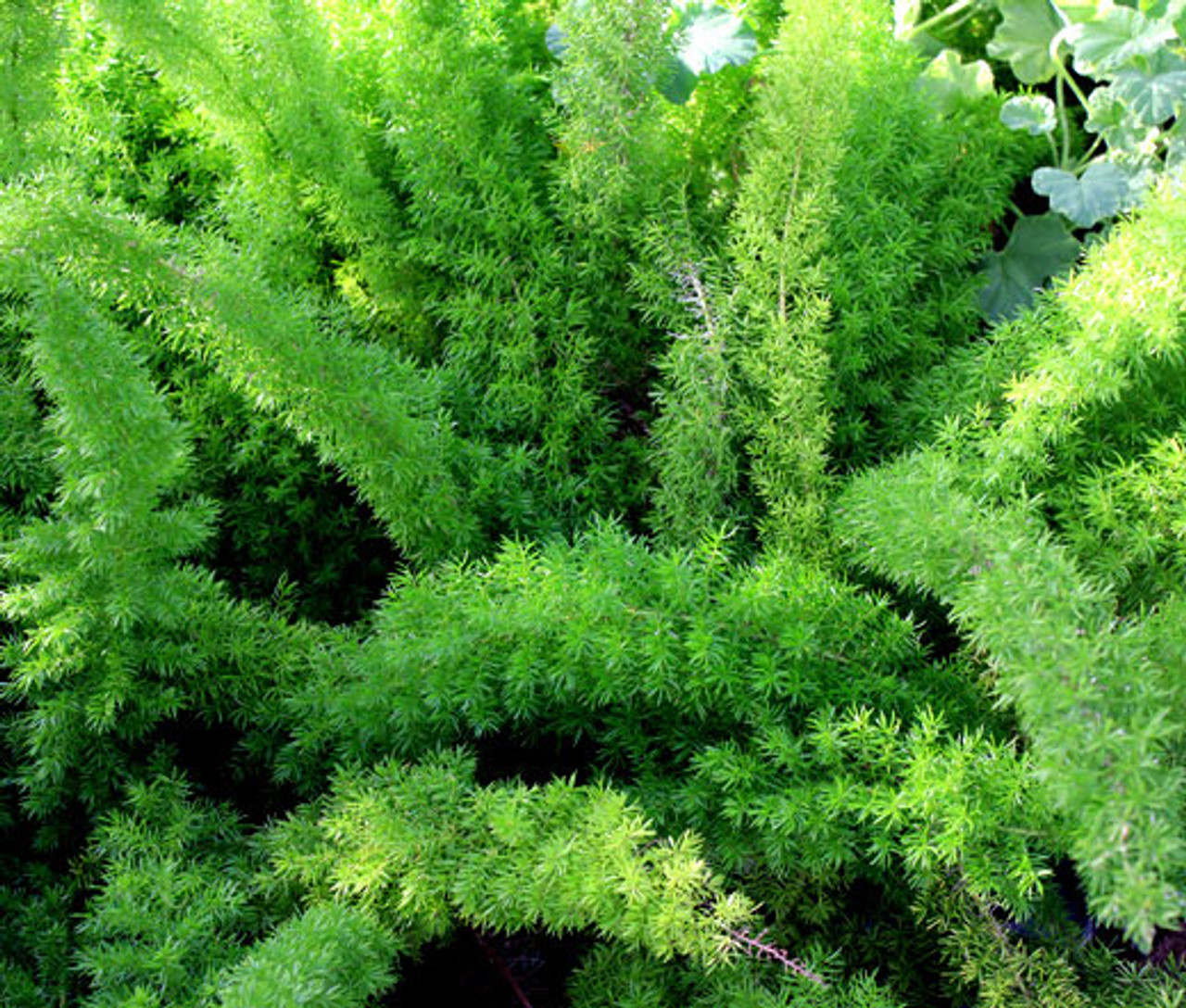 Asparagus Foxtail Fern Asparagus Densiflorus Meyeri Seeds