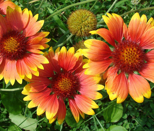Blanket Flower Gaillardia Aristata Seeds