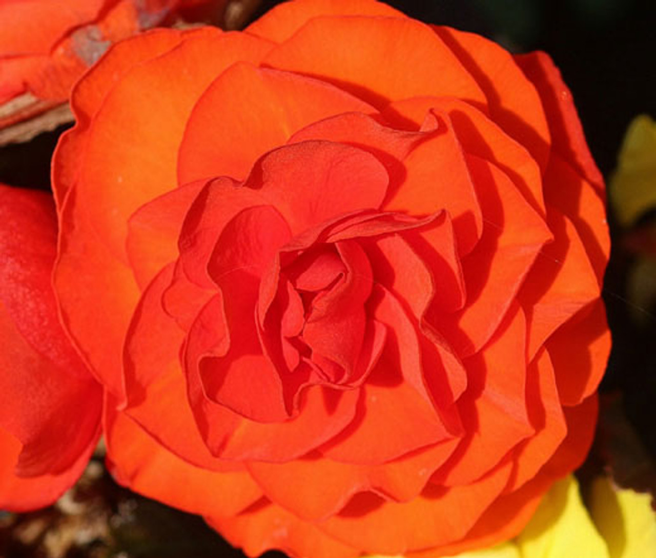 Begonia Tuberous Double Orange Begonia Tuberosa Seeds