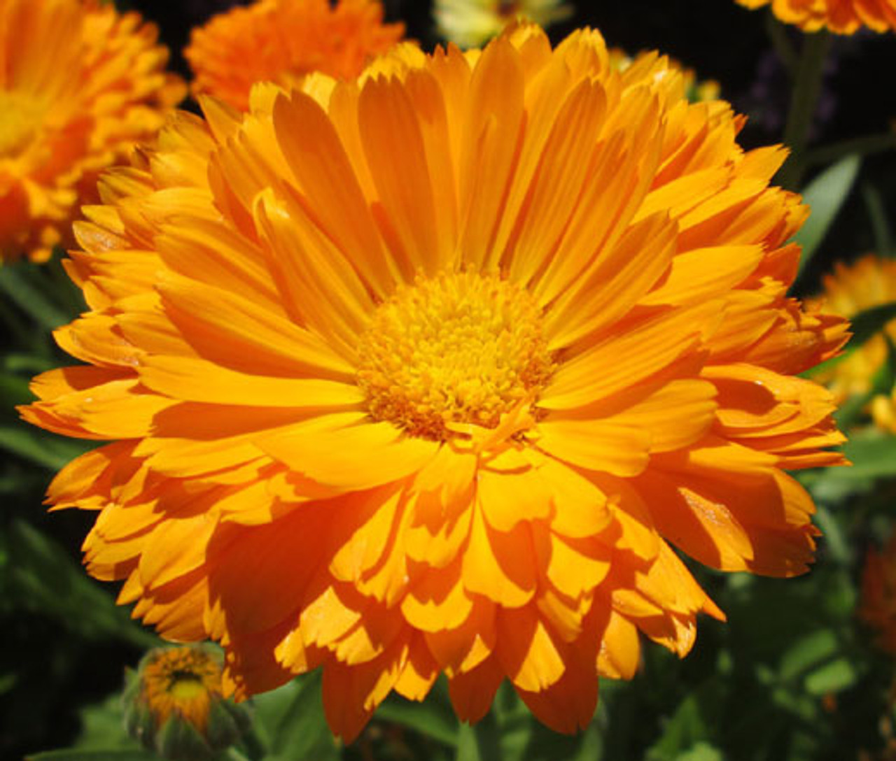 Calendula officinalis 'Pink Surprise' (Pot Marigold)