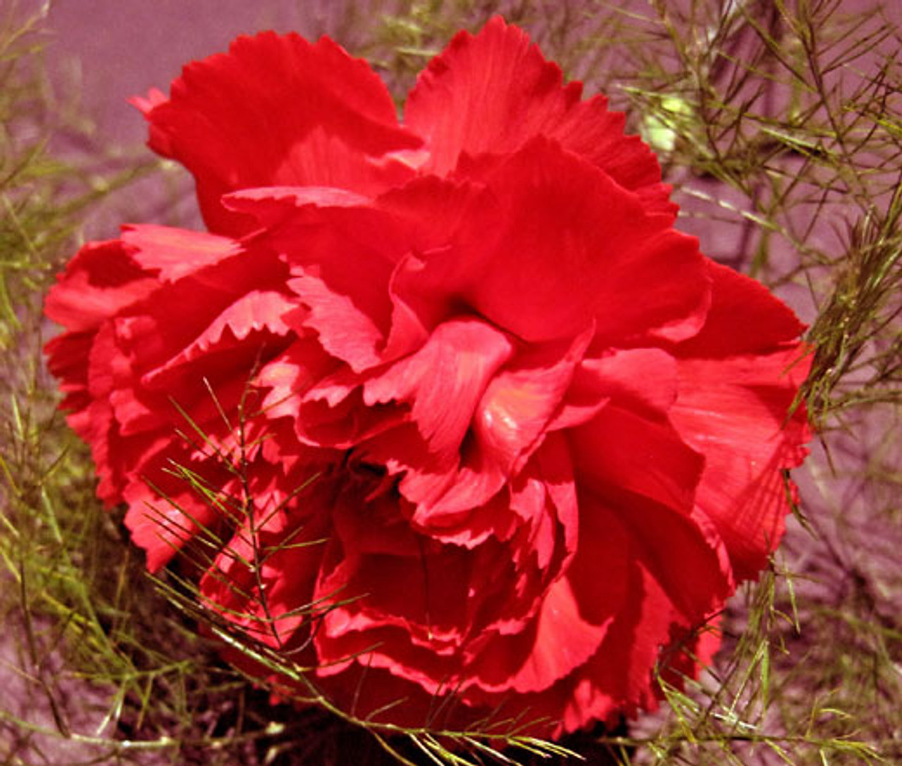 Oeillets en mélange - Dianthus caryophyllus grenadine red