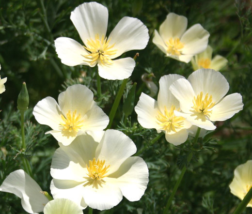 California_Poppy_White_Seeds_E