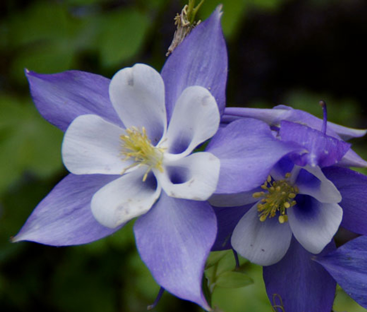 Columbine Blue Star Aquilegia Caerulea Seeds columbine-blue-star-aquilegia-caerulea-seeds