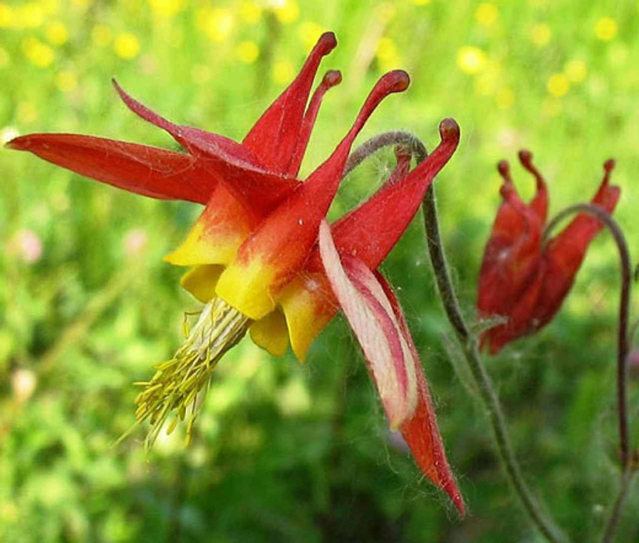 Red Flower Columbine leaves