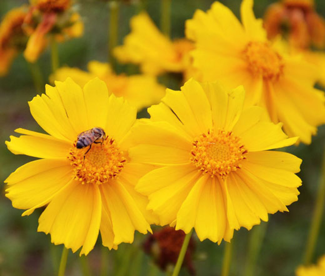 Double Coreopsis Seed 30 Seeds Coreopsis lanceolata Asteraceae Flower Seeds A046 