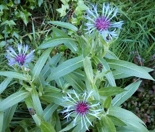 Cornflower Mountain Bluet Centaurea Montana