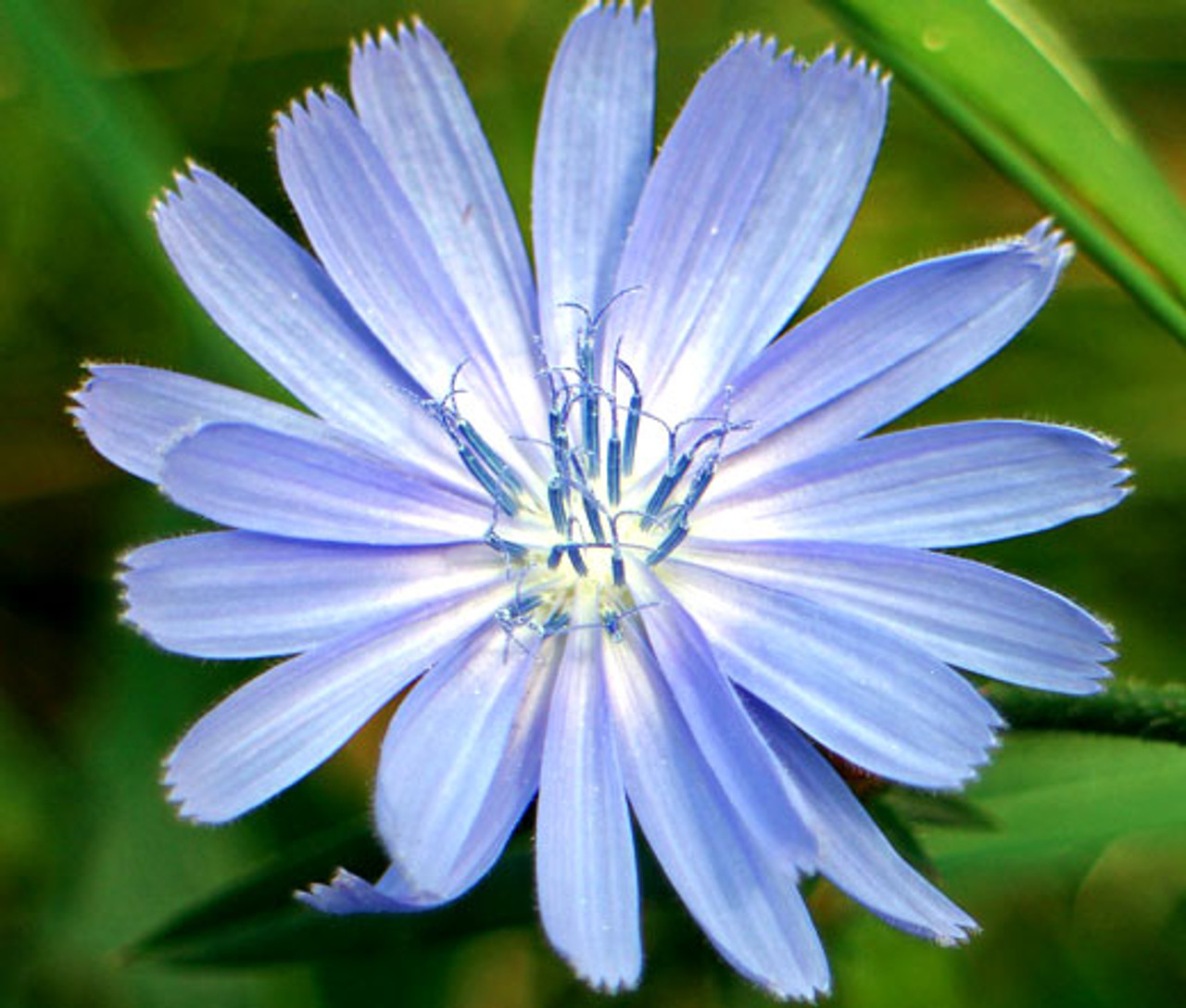 chicory-cichorium-intybus-seeds