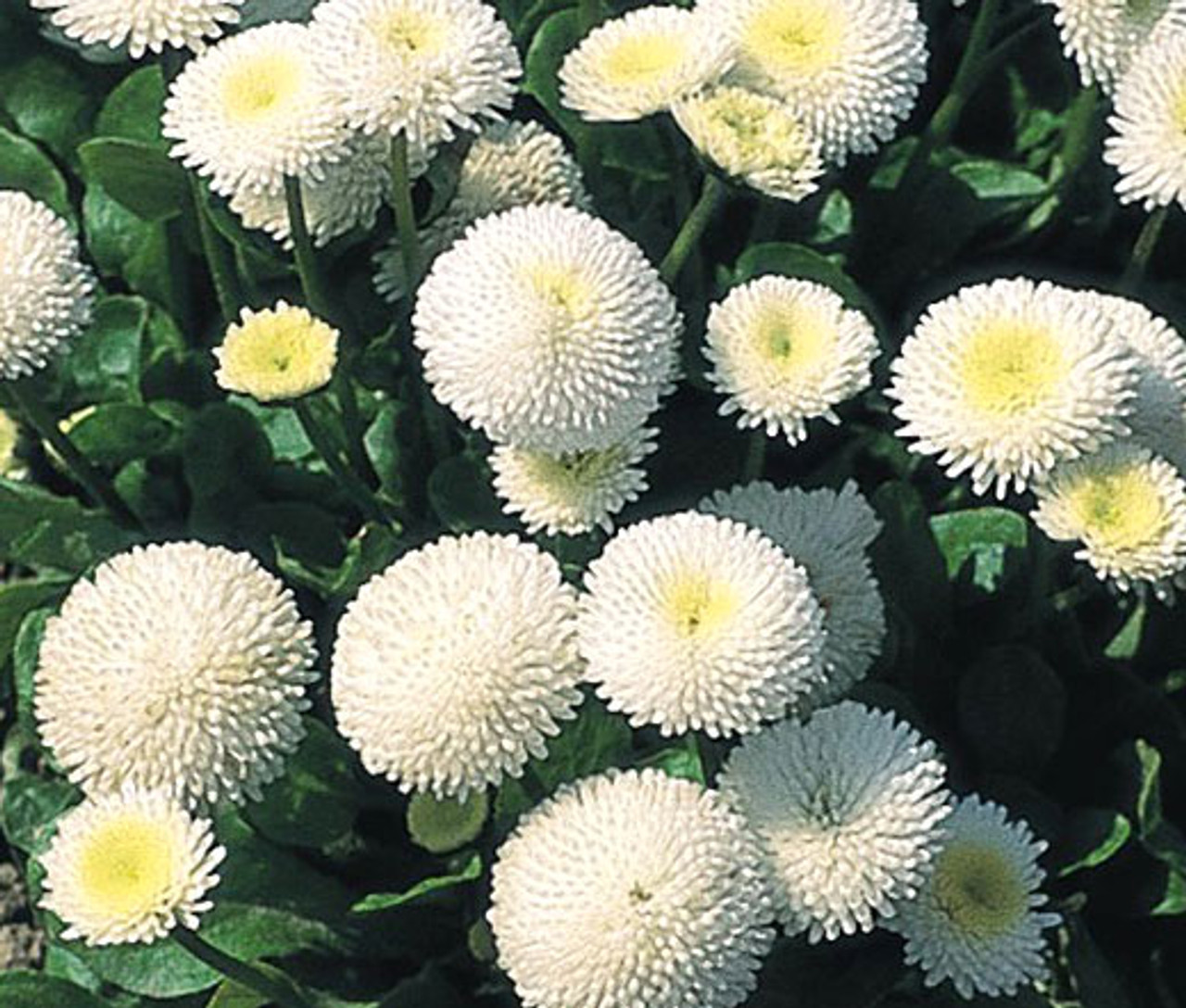 English Daisy White Bellis Perennis Super Enorma Seeds